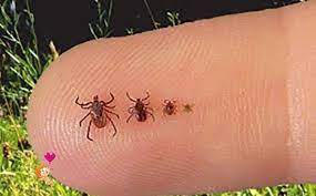 Що робити, якщо вас укусив кліщ